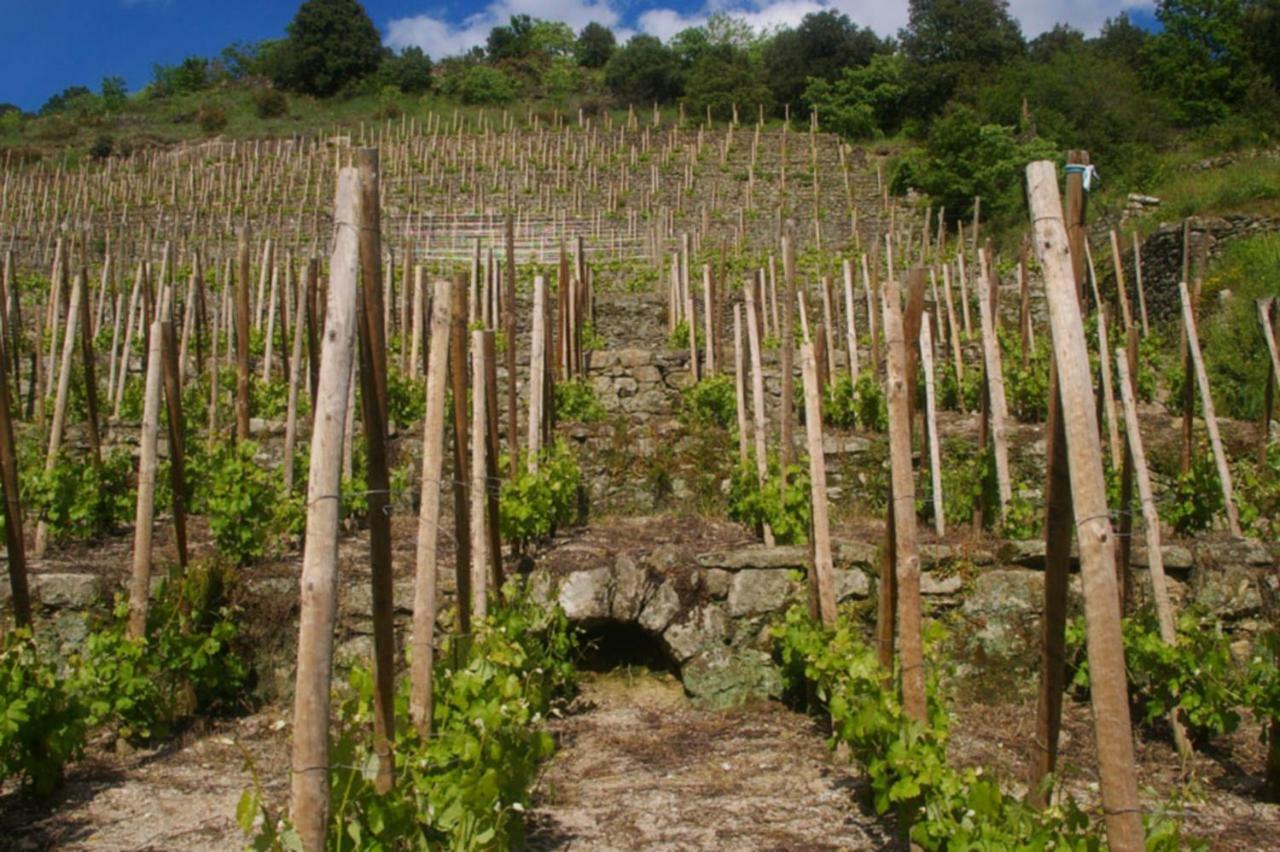 Gite Du Tilleul - 2 Etoiles - Domaine De L'Olivier Faugeres  외부 사진